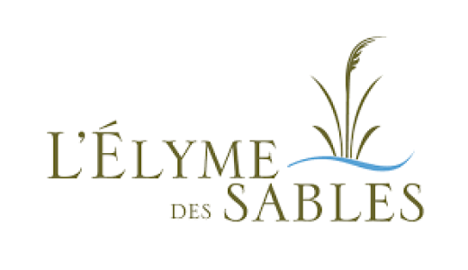 Élyme des sables